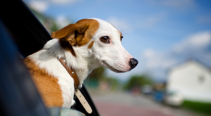 Pets in cars